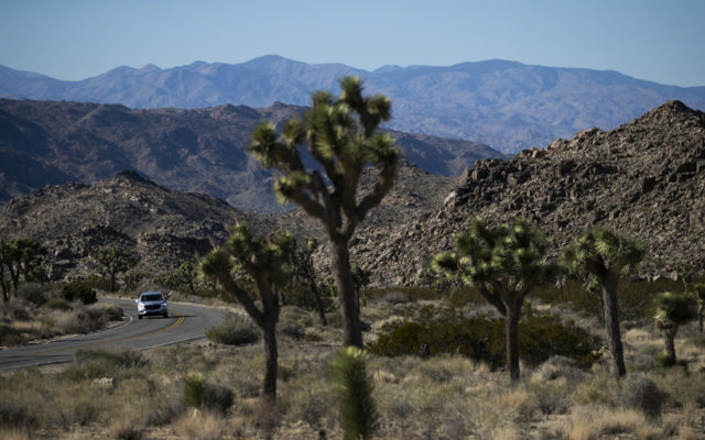 Avoid People, Enjoy The Great Outdoors? Joshua Tree National Park Bracing For Crowds